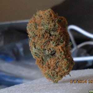 o.g kush grow pics