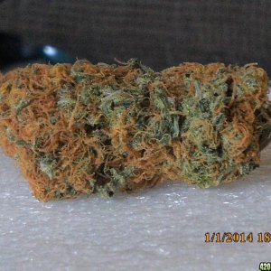 o.g kush grow pics