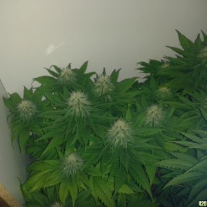 day_37_flower_PK