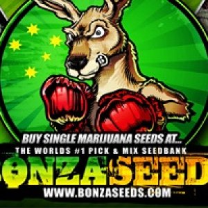 Bonza Seeds