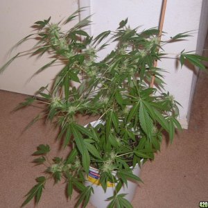 Better pics of my O.G Kush clone