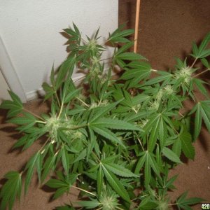 Better pics of my O.G Kush clone