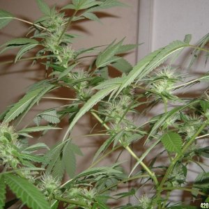 Better pics of my O.G Kush clone