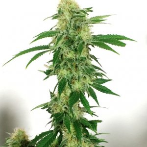 Critical Flower