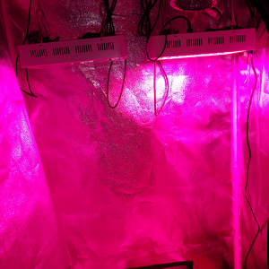 Grow tent