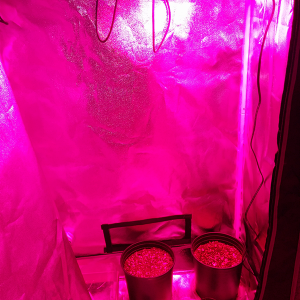 Grow tent 2