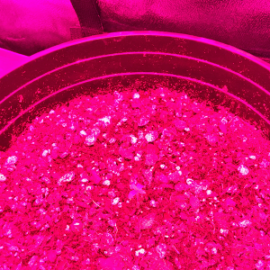 Northern Lights Auto Day 2 - #1