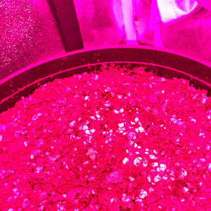 Northern Lights Auto Day 2 - #2