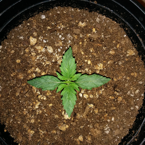 Northern Lights Auto Day 9 - #1