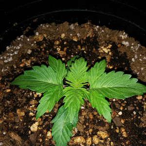 Short Rider Autoflower Day 11 Pic 1