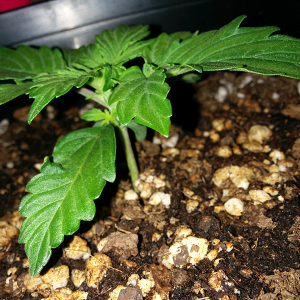 Short Rider Autoflower Day 11 Pic 2