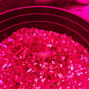 Short Rider Autoflower Day 5