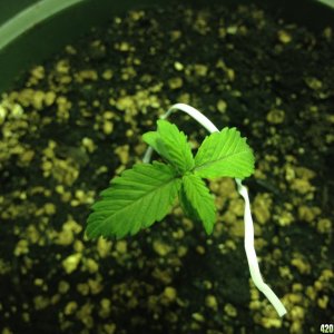 My 1st seedling