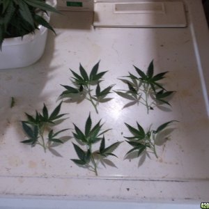 More Clones