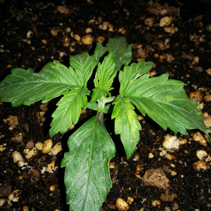 Northern Lights Auto Day 10 - #1