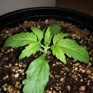 Northern Lights Auto Day 10 - #2