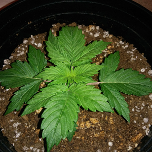 Short Rider Auto Day 14 Pic 1