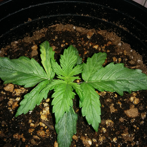 Northern Lights Auto Day 12 - #1 - Pic 1