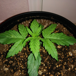 Northern Lights Auto Day 12 - #2 - Pic 1