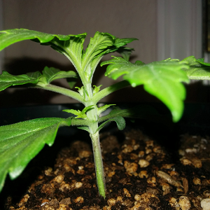 Northern Lights Auto Day 12 - #2 - Pic 2