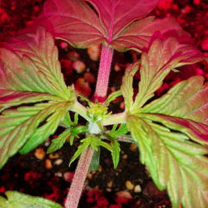 Northern Lights Auto Day 10 - #1 - FIM