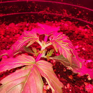 Northern Lights Auto Day 12 - #1 - FIM 2