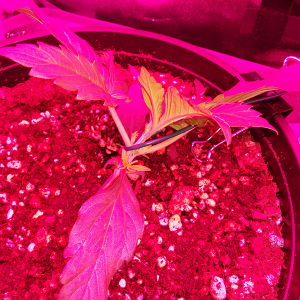 Northern Lights Auto Day 13 - #2 - LST