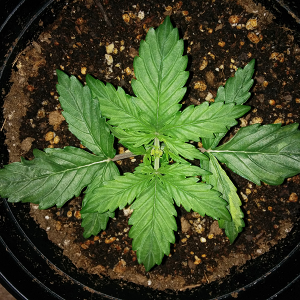 Northern Lights Auto Day 14 - #1 Pic 1