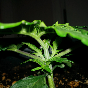 Northern Lights Auto Day 14 - #1 Pic 2