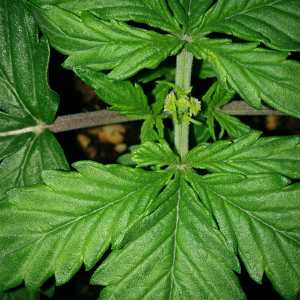 Northern Lights Auto Day 14 - #1 Pic 3