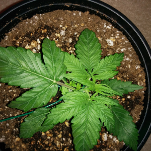 Northern Lights Auto Day 14 - #2 Pic 1