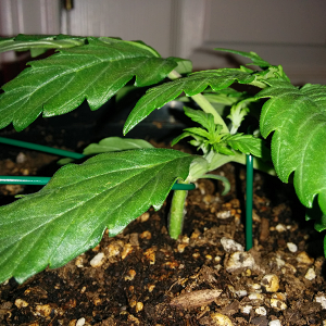 Northern Lights Auto Day 14 - #2 Pic 2