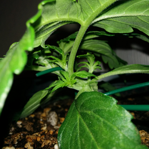 Northern Lights Auto Day 14 - #2 Pic 3