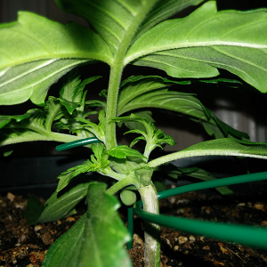 Northern Lights Auto Day 14 - #2 Pic 4