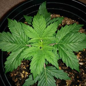 Short Rider Auto Day 16 Pic 1