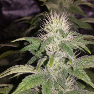 Day 27 flower