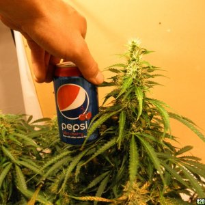 top cola