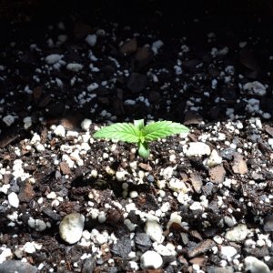 1st Grow - Dutch Passion Autoblueberry Seedling