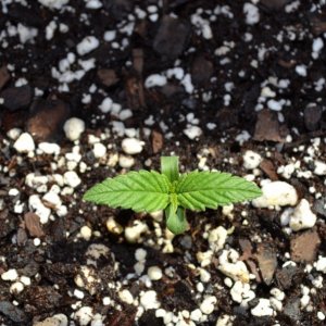 1st Grow - Dutch Passion Autoblueberry Seedling