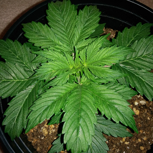 Short Rider Auto Day 18 Pic 1