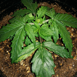 Northern Lights Auto Day 16 - #1 Pic 1