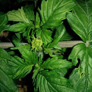 Northern Lights Auto Day 16 - #1 Pic 2