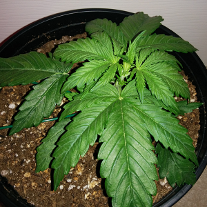 Northern Lights Auto Day 16 - #2 Pic 1