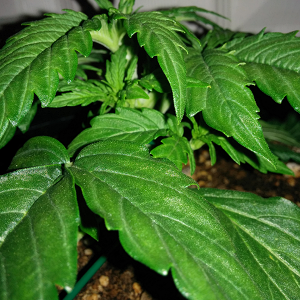 Northern Lights Auto Day 16 - #2 Pic 2