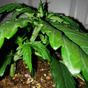 Northern Lights Auto Day 16 - #2 Pic 3