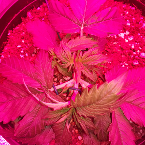 Northern Lights Auto Day 16 - #2 Pic 6