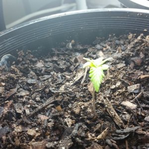 seedlings plant 3