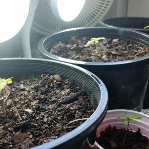 seedlings all