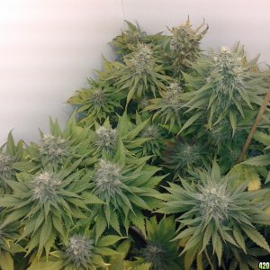 day_54_flower_PK