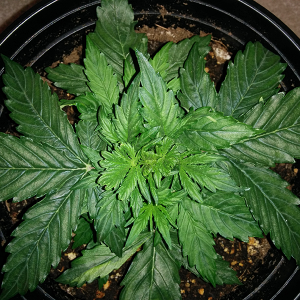 Northern Lights Auto Day 19 - #1 Pic 1